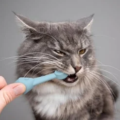 DTOPBUYAGE - Lot de 2 brosses à dents en silicone poisson os bleu pour animaux