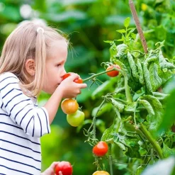 DTOPBUYAGE - Lot de 4 tuteurs pour tomates vert