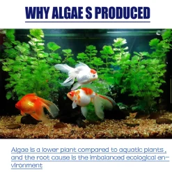 DTOPBUYAGE - Produit anti - algues, 50 g - dtopbuyage