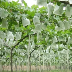 DTOPBUYAGE - Sachets de protection pour fruits en non - tissé 15*17cm 50 pièces dtopbuyage