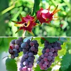 DTOPBUYAGE - Sachets de protection pour fruits en non - tissé 15*22cm 50 pièces dtopbuyage