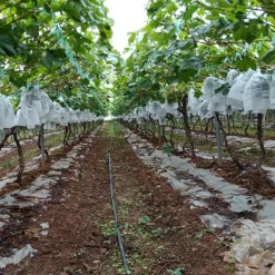 DTOPBUYAGE - Sachets de protection pour fruits en non - tissé épais avec cordon 20*30cm 50 pièces dtopbuyage