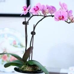 DTOPBUYAGE - Supports pour orchidées papillon support 30cm 10 pièces dtopbuyage