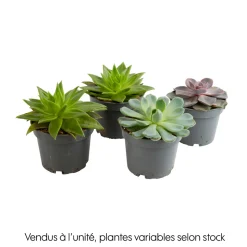 Echeveria mix, variétés variables : pot D.12cm