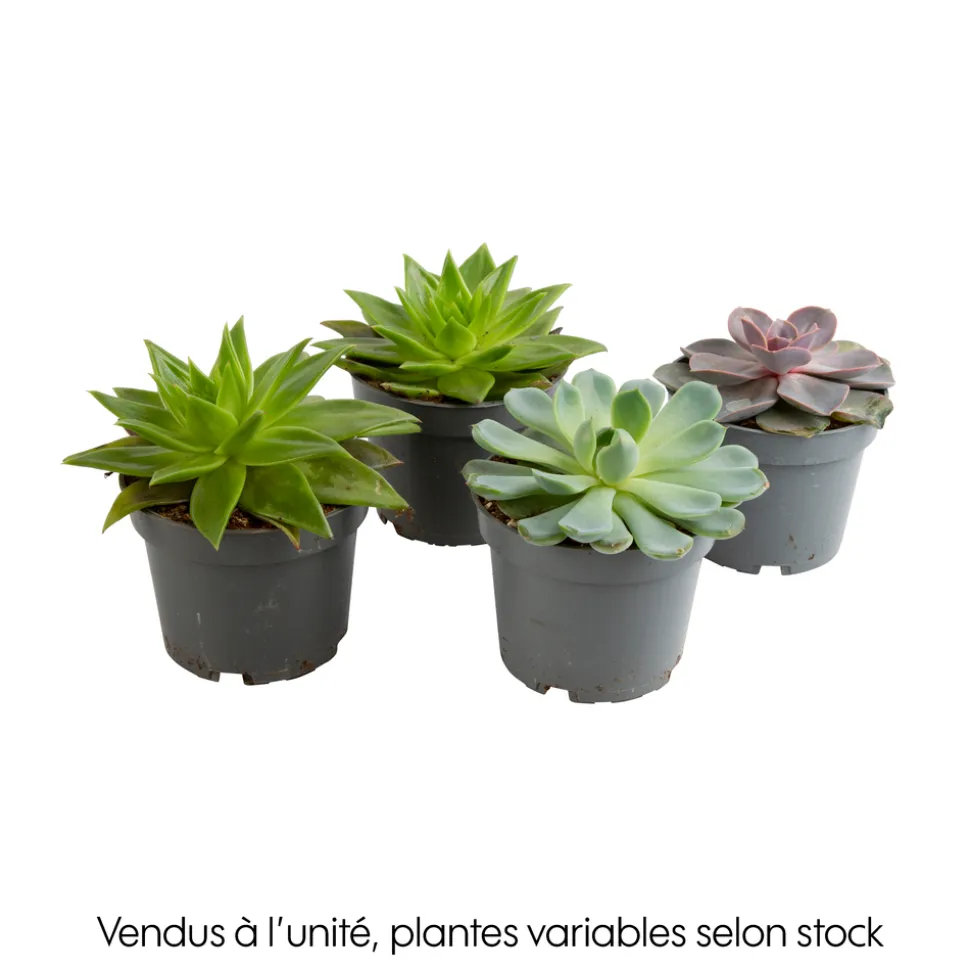 Echeveria mix, variétés variables : pot D.12cm