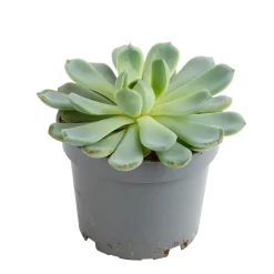 Echeveria mix, variétés variables : pot D.12cm
