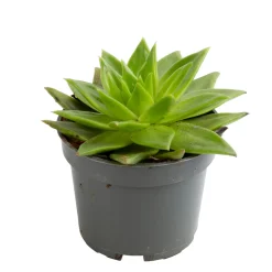 Echeveria mix, variétés variables : pot D.12cm