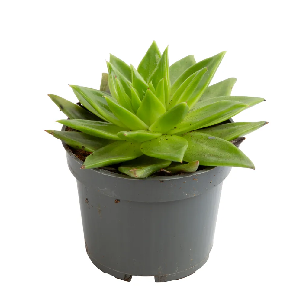 Echeveria mix, variétés variables : pot D.12cm