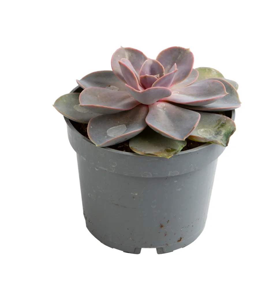 Echeveria mix, variétés variables : pot D.12cm
