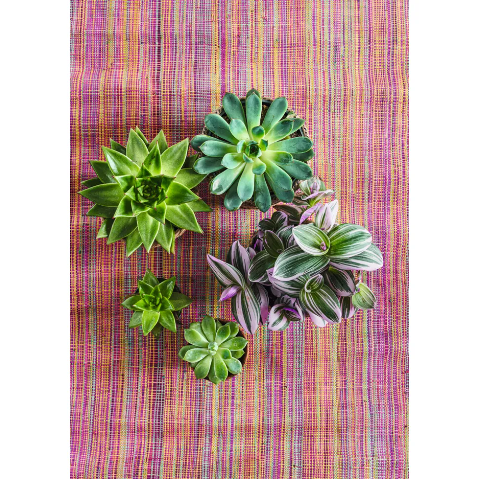 Echeveria mix, variétés variables : pot D.12cm