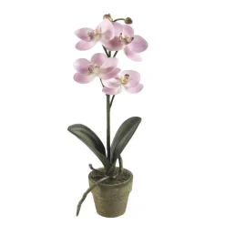 EMERALD - Orchidée mini, rose H. 25 cm, en pot