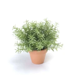 EMERALD - Romarin, en pot terra cotta Ø 9 cm