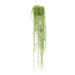 EMERALD - Senecon grand H. 70 cm, en pot