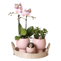 Ensemble complet de plantes scandic nude | plante verte sertie d'orchidées phalaenopsis roses et de succulentes