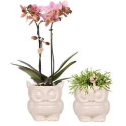 Ensemble de plantes chouette pot ornemental nude - ensemble avec orchidée phalaenopsis treviso & rhipsalis
