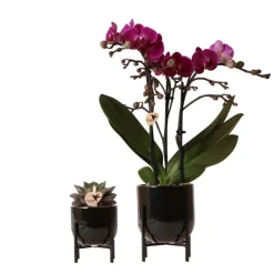 Ensemble de plantes nordic noir avec orchidée phalaenopsis violette morelia 9cm et echeveria purpusorum 6cm
