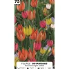 ERNEST TURC - Tulipe botanique 'Fleur sauvage', calibre 6/7 : x75 bulbes assortis