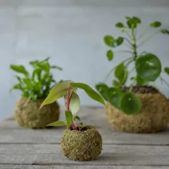ESSCHERT DESIGN - Kokedama boule de mousse 9 cm