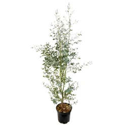 Eucalyptus gunnii silver' pot 10L