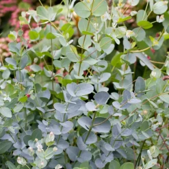Eucalyptus gunnii silver' pot 10L