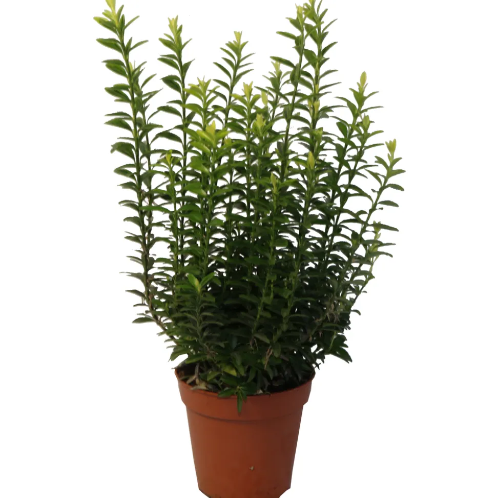 Euonymus japonicus 'Microphyllus' : pot D.13cm