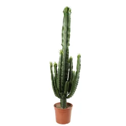 Euphorbe erythrea H120cm : pot Ø25cm