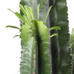 Euphorbe erythrea H120cm : pot Ø25cm