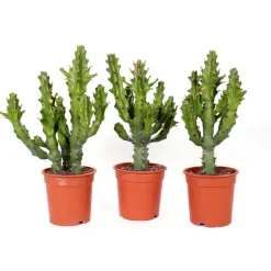 Euphorbe mix, variétés variables : pot D.21cm