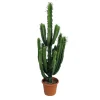 Euphorbia erythréa : pot D.35cm