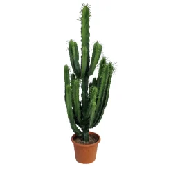 Euphorbia erythréa : pot D.35cm