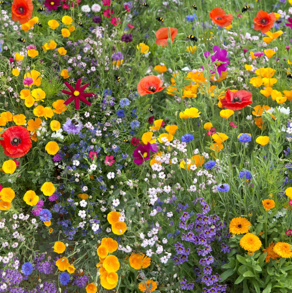 EUROPA GREEN - Mélange de fleurs - fleurs sauvages (17m2) - gazon japonais