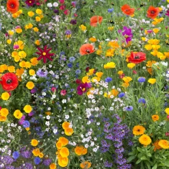 EUROPA GREEN - Mélange de fleurs pour abeilles (17m2) - gazon japonais