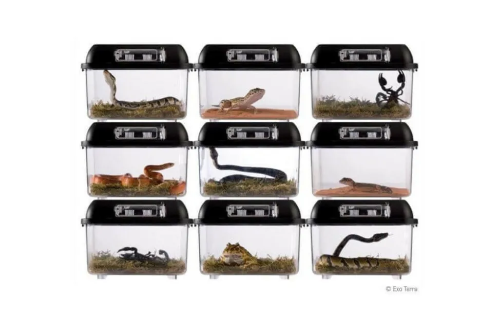 EXO TERRA - Boite d'élevage - breeding box - medium - boîte de transport ou d'élevage pour reptiles (lézards, serpents, tortues), amphibien