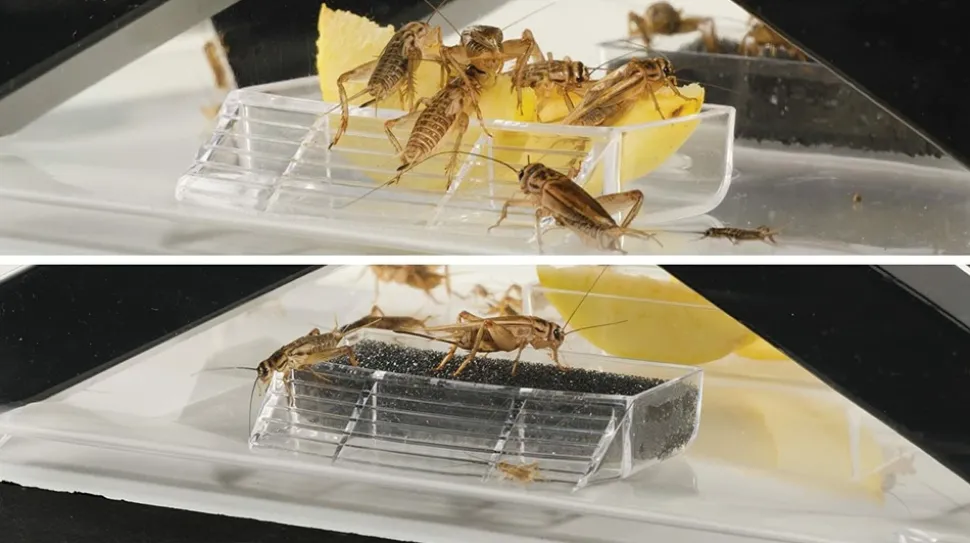 EXO TERRA - Boite pour grillons vivants - cricket pen small - terrarium plastique pour l'élevage des insectes