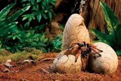 EXO TERRA - Exoterra cachette oeuf pour reptile moyen