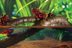 EXO TERRA - Liane articulée - jungle vine large - décoration pour terrarium destiné aux reptiles (lézards, serpents, tortues), amphibiens et