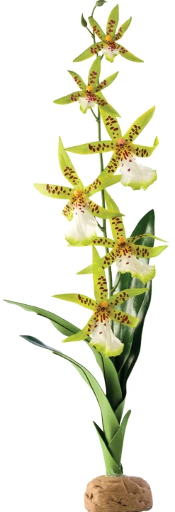 EXO TERRA - Plante de décoration orchidee