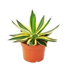 EXOTENHERZ - Agave lophanta quadricolor quatre couleurs pot 12cm succulente