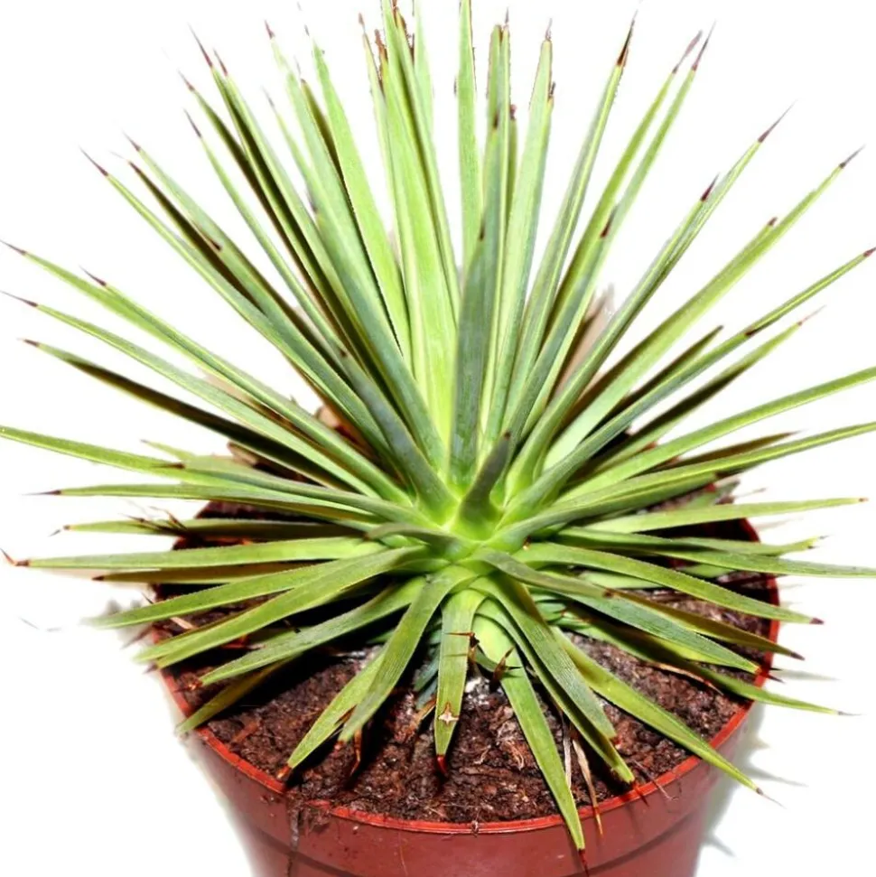 EXOTENHERZ - Agave striata var. Nana agave porc-épic pot 12cm