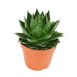 EXOTENHERZ - Aloe "cosmo" - aloès sphérique - pot 12cm - plante d'intérieur succulente
