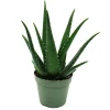 EXOTENHERZ - Aloe medivera äquator - nouvelle variété d'aloe vera - pot de 14cm - hauteur d'environ 30cm