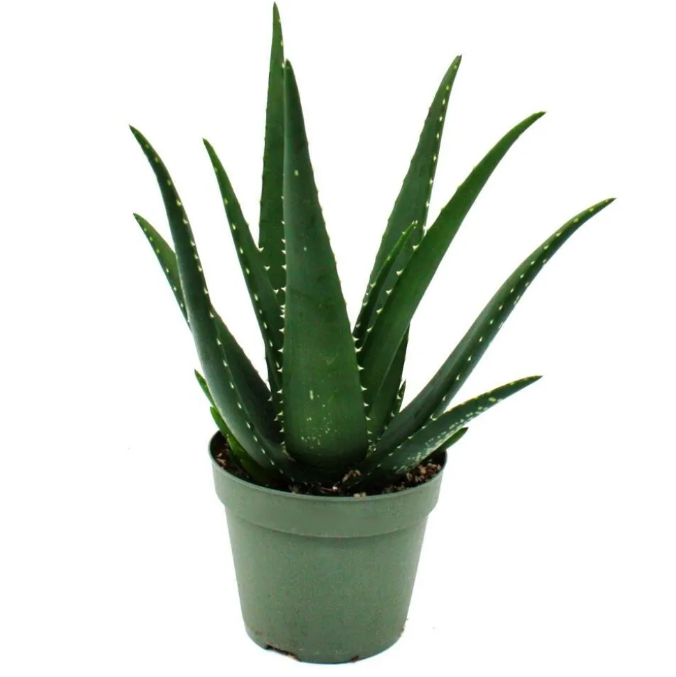 EXOTENHERZ - Aloe medivera äquator - nouvelle variété d'aloe vera - pot de 14cm - hauteur d'environ 30cm