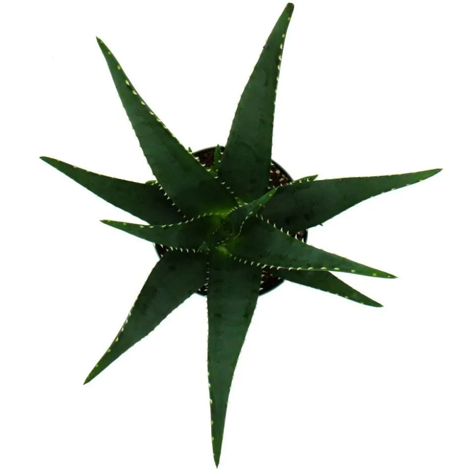 EXOTENHERZ - Aloe medivera äquator - nouvelle variété d'aloe vera - pot de 14cm - hauteur d'environ 30cm