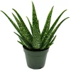 EXOTENHERZ - Aloe medivera tropical - nouvelle variété d'aloe vera - pot de 14cm - hauteur d'environ 30cm