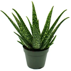 EXOTENHERZ - Aloe medivera tropical - nouvelle variété d'aloe vera - pot de 14cm - hauteur d'environ 30cm