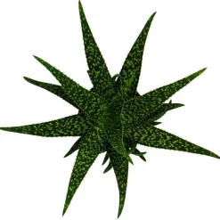 EXOTENHERZ - Aloe medivera tropical - nouvelle variété d'aloe vera - pot de 14cm - hauteur d'environ 30cm