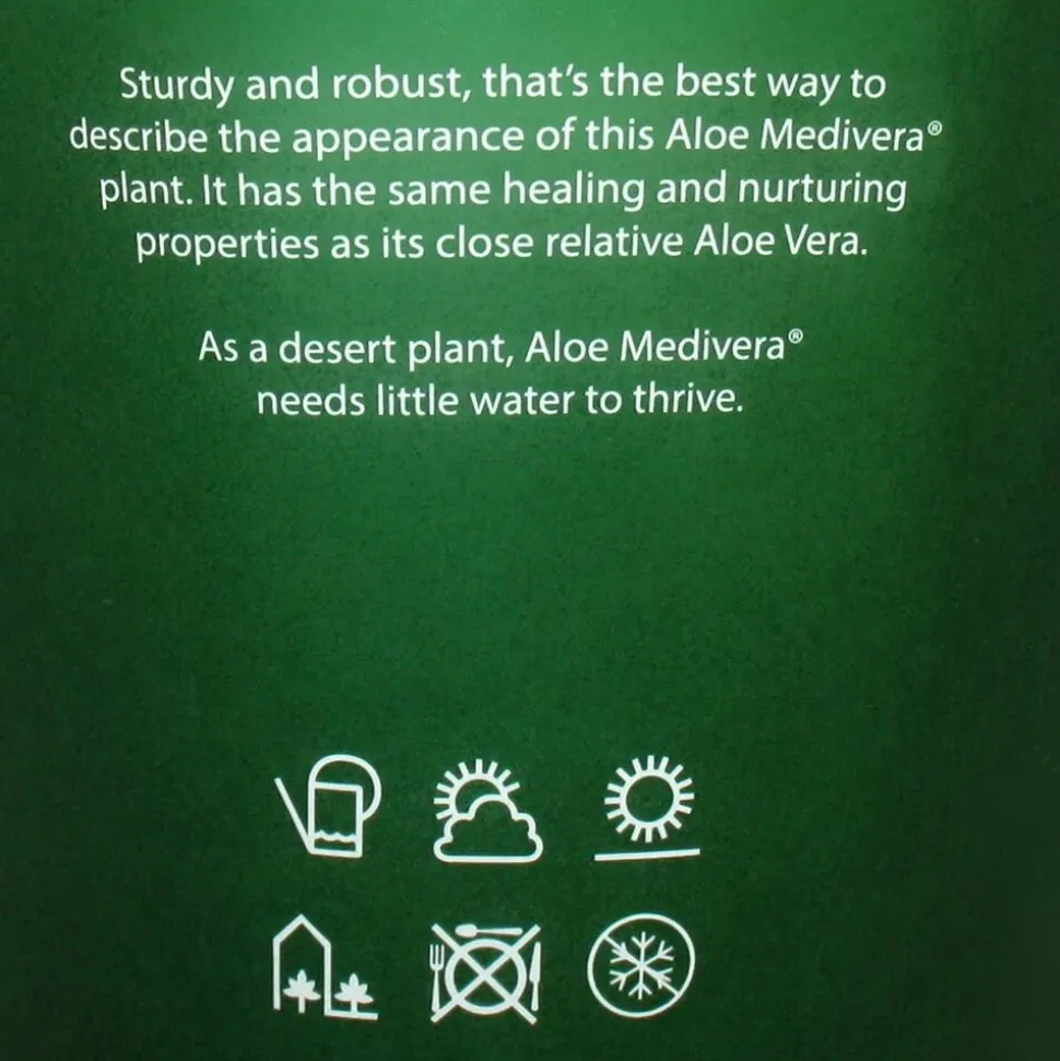 EXOTENHERZ - Aloe medivera tropical - nouvelle variété d'aloe vera - pot de 14cm - hauteur d'environ 30cm