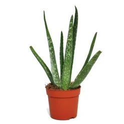 EXOTENHERZ - Aloe vera - ca. 2 ans - 10,5cm pot