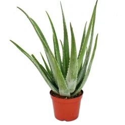 EXOTENHERZ - Aloe vera - ca. 7-8 ans - pot de 21cm, grande et très vieille plante