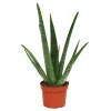 EXOTENHERZ - Aloe vera - env. 3 ans - pot de 12cm